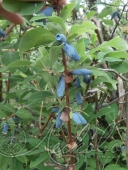 Жимолость съедобная (Lonicera edulis `Пушкинская`)