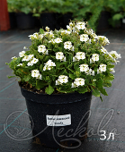 Арабис кавказский (Arabis caucasica `Snowfix`)