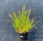 Осока ложно-сыть (Carex pseudocyperus)