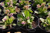 Бадан сердцелистный (Bergenia cordifolia `Галина Серова`)