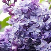 Сирень обыкновенная (Syringa vulgaris `Анна Шиач`)