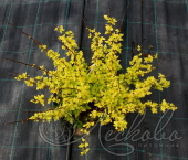 Пузыреплодник калинолистный (Physocarpus opulifolius `Anny`s Gold`)