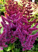 Астильба китайская (Astilbe chinensis `Purple Rain`)