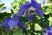 Аквилегия вееровидная (Aquilegia flabellatа)