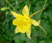 Аквилегия золотистоцветковая (Aquilegia chrysantha)