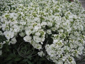 Арабис кавказский (Arabis caucasica `Plena`)