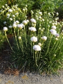 Армерия приморская (Armeria maritima `Alba`)