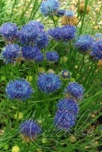 Букашник многолетний (Jasione laevis)