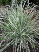 Вейник остроцветковый (Calamagrostis acutiflora ‘Avalanche’)