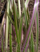 Фалярис тростниковый (Phalaris arundinacea ‘Tricolor’) 