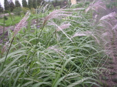 Мискантус китайский (Miscanthus sinensis `Fontane`)