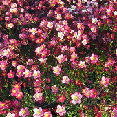 Камнеломка Арендса (Saxifraga arendsii `Peter Pan`)