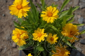 Кореопсис крупноцветковый (Coreopsis grandiflora `Sunray`)