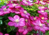 Клематис (Clematis `Wille de Lyon`)