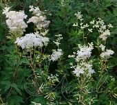 Лабазник вязолистный (Filipendula ulmaria `Variegata`)