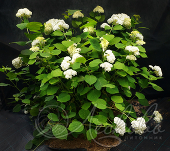 Гортензия древовидная (Hydrangea arborescens `Grandiflora`)