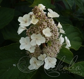 Гортензия метельчатая (Hydrangea paniculata `Floribunda`)