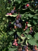 Ирга колосистая (Amelanchier spicata) 2-х летка