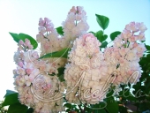 Сирень обыкновенная (Syringa vulgaris `Красавица Москвы`)