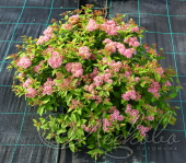 Спирея японская (Spiraea japonica `Manon`)