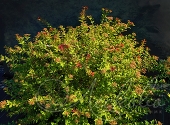 Спирея японская (Spiraea japonica `Sparkling Champagne`)