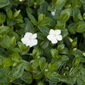 Барвинок малый (Vinca minor `Alba`)