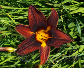 Лилейник гибридный (Hemerocallis `Black Prince`)