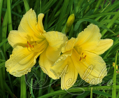 Лилейник гибридный (Hemerocallis `Big Time Happy`)