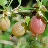 Крыжовник (Ribes grossularia `Самородок`)