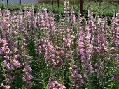 Дербенник иволистный (Lythrum salicaria `Blush`)