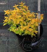 Спирея японская (Spiraea japonica `Candlelight`)