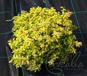 Спирея японская (Spiraea japonica `Golden Carpet` )