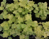 Гейхера гибридная (Heuchera × hybrida `Pistache`)