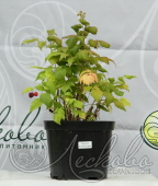 Малина ремонтантная (Rubus idaeus `Осенняя красавица`)