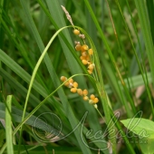 Осока крылатая (Carex elata )