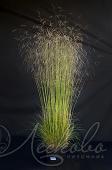 Луговик дернистый (Deschampsia cespitosa `Pixie Fountain`)