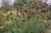 Кровохлебка малая (Sanguisorba minor)