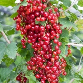 Смородина красная (Ribes rubrum `Red Lake`) 