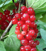 Смородина красная (Ribes rubrum `Rosetta`)