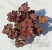 Гейхера гибридная (Heuchera × hybrida `Beaujoalis`)