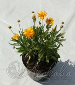 Кореопсис крупноцветковый (Coreopsis grandiflora `Rising Sun`)