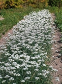 Лук душистый (Allium odorum)