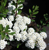 Спирея ниппонская (Spiraea nipponica `White Carpet`)