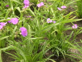 Традесканция Андерсона (Tradescantia andersoniana `Rubra`)