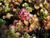 Очиток ложный (Sedum spurium `Coccineum`)