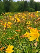 Лилейник Миддендорфа (Hemerocallis middendorfii)