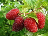 Малина сортовая (Rubus idaeus `Столичная`)