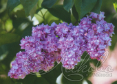 Сирень обыкновенная (Syringa vulgaris `Великая Победа`)