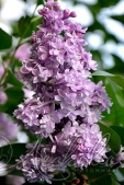 Сирень обыкновенная (Syringa vulgaris `Память о Вавилове`)