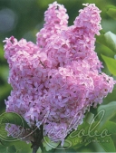 Сирень обыкновенная (Syringa vulgaris `Романс`)